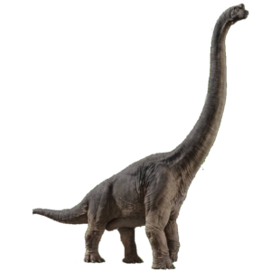 ブラキオサウルス4